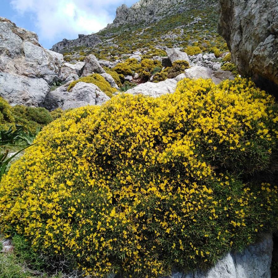 Tilos Island House Megalon Chorion  Екстер'єр фото